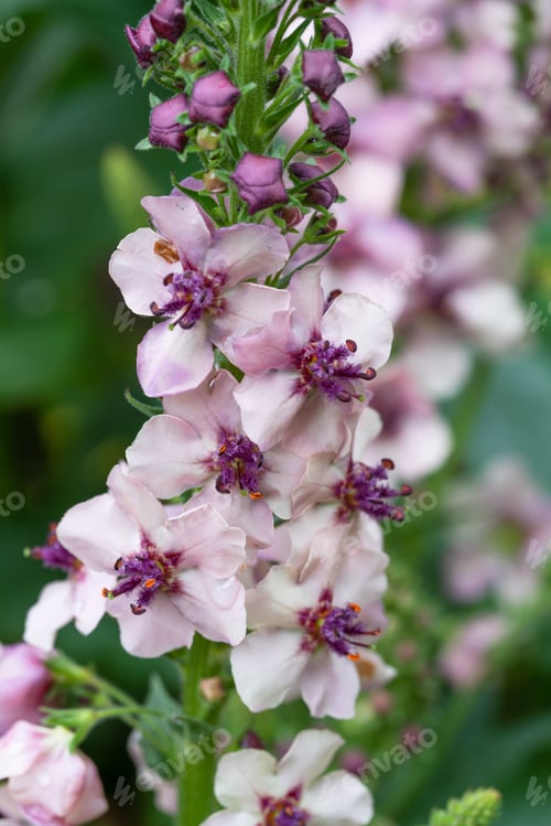 Preview: Verbascum Phoeniceum Plant In Flower