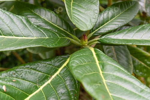Preview: Rhododendron Sino - Grande Close Up