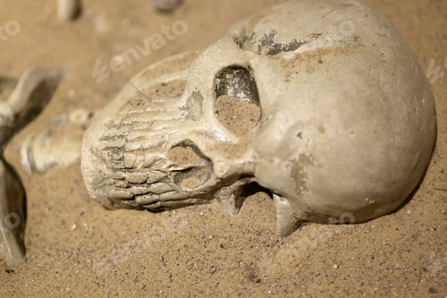 Preview: Details Of The Skull In The Sand