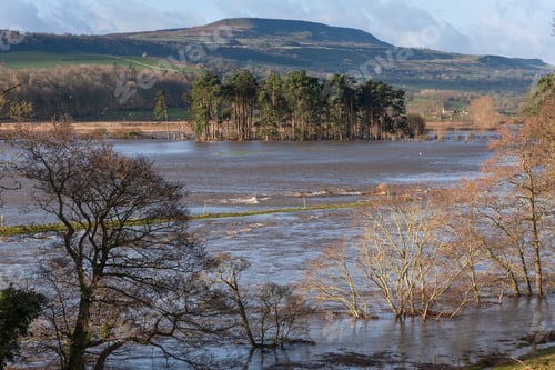 Preview: Pine Trees In A Flooded Wensleydale
