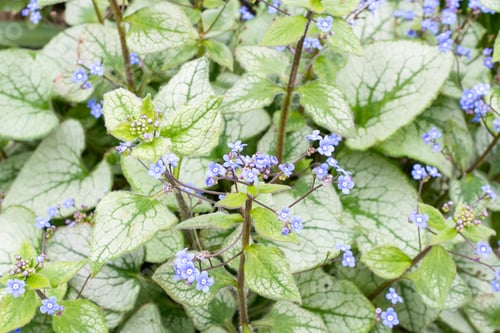 Preview: Brunnera Macrophylla 'Jack Frost' Tree, Siberian Bugloss