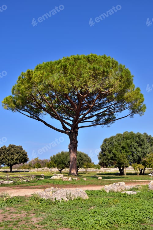 Preview: Paestum Capaccio Italy The Ancient Ruins Of Remains Of Religious Buildings Of The Ancient Greek