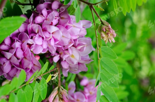 Preview: Beautiful Rose Acacia, Robinia Pseudoacacia, Blooming In The Spring Garden. Robinia Viscosa Close