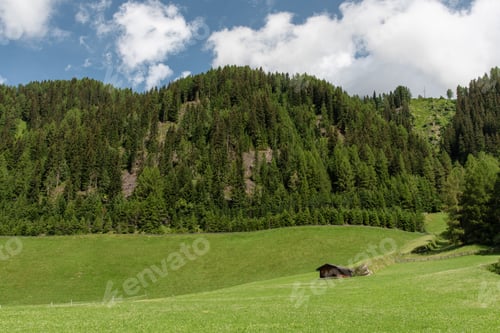 Preview: Picturesque Green Meadow and Forest in Summer Sunlight