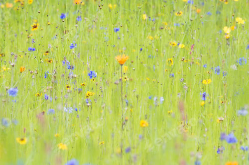 Preview: Dreamy Flower Meadow