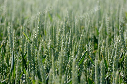 Preview: Rye Plant Field. Agricultural Background
