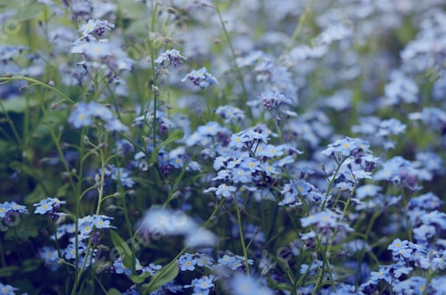 Preview: Wild Meadow Of Beautiful Blue Flowers Forget-Me-Not. Summertime Hipster Season Background.