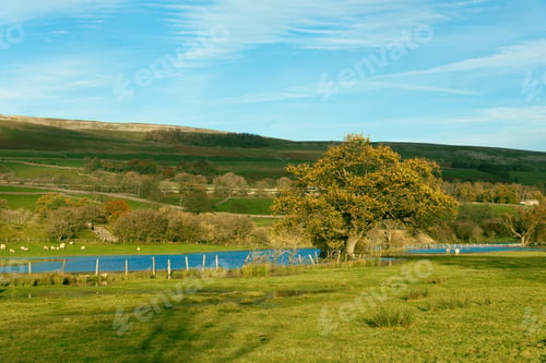 Preview: An Oak Tree In Wensleydale During Autumn
