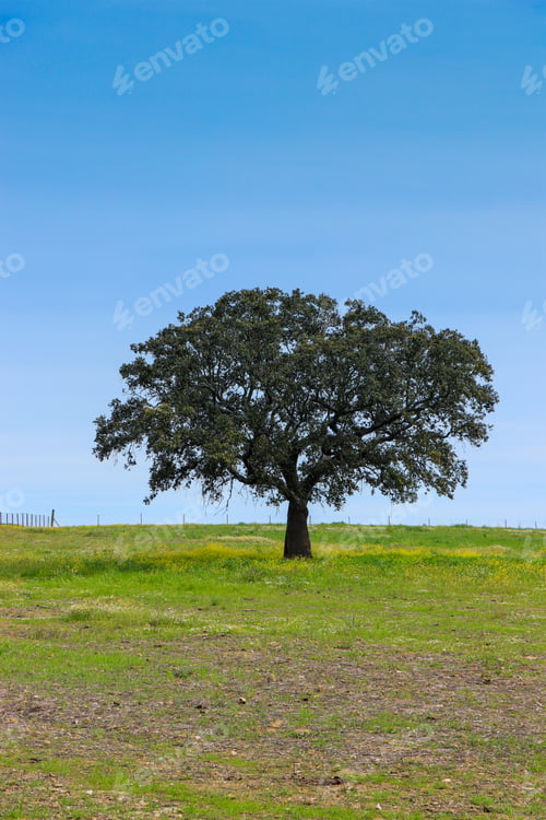 Preview: Beautiful Cork Oak In A Green Farming Field With Blue Sky In Background. Alentejo, Portugal