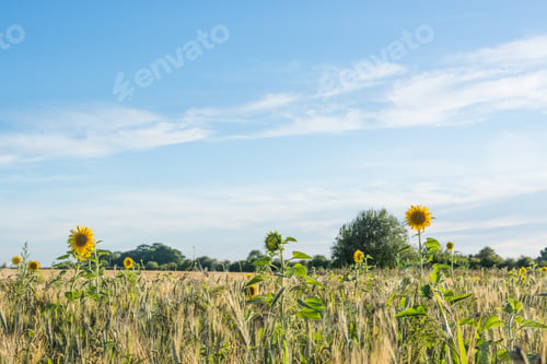Preview: Sunflowers In A Corn Field