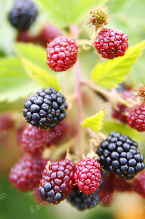 Preview: Berries, Blackberries