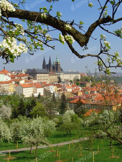 Preview: View On Prague Gothic Castle With Flowering Trees And Grass