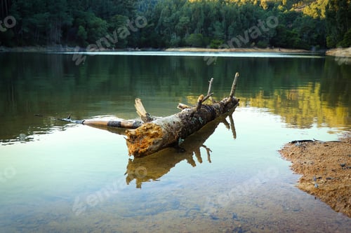 Preview: Old Tree Trunk Fallen In A Lake Surrounded By Trees On A Mountain.