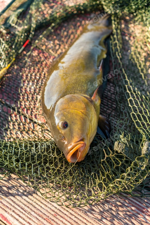 Preview: A Beautiful Fish In A Landing Net
