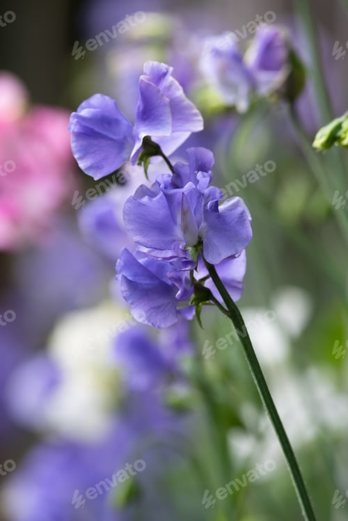 Preview: 'Just Julia' Sweet Pea, Growing