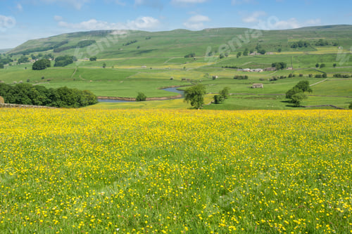 Preview: Wensleydale Hay Meadows And River Ure