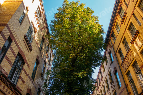 Preview: Big Tree Inbetween Of Brick Industrial Buildings