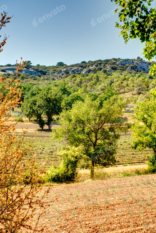Preview: Senanque Abbey, Luberon Region, Southeastern France