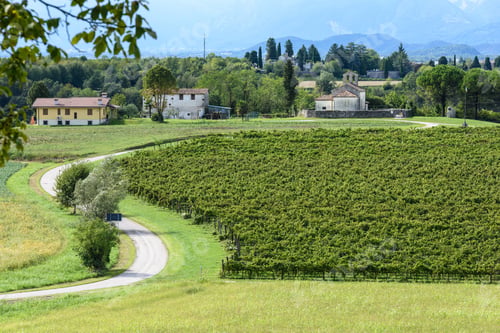Preview: Church In The Vineyards