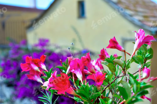 Preview: Glimpse Of Cervo Ligurian Village In The Province Of Imperia Italy