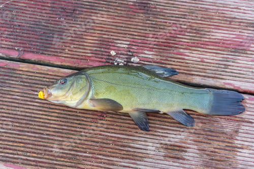 Preview: Caught A Beautiful Fish
