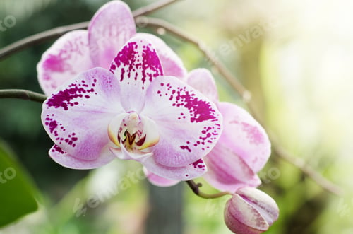 Preview: Phalaenopsis Orchids Bloom At The Botanical Greenhouse. Beautiful Tropical Floral Background.