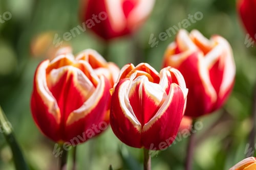 Preview: Tulipa 'Abu Hassan' Flowers Close Up