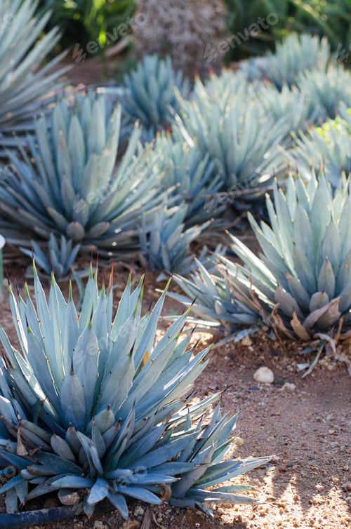 Preview: Agave Plants, Palms And Succulents In The Tropical Garden Design.