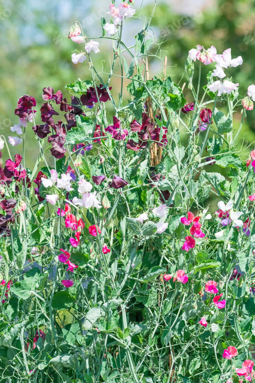 Preview: Sweet Peas Growing
