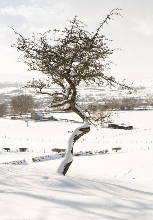 Preview: Twisted Hawthorn Tree In The Snow