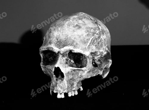 Preview: Human Skull Head In Laboratory, Experiment And Science