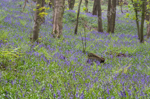Preview: Bluebell Woodland