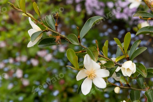 Preview: Magnolia Laevifolia In Flower, Michelia Yunnanensis