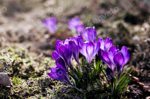Preview: Spring Background With Beautiful Violet Crocuses In The Garden. Cinema Filter Toned Photo.