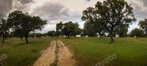 Preview: Plantation Of Cork Oak Trees In A Field. Alentejo, Portugal