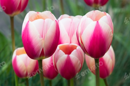Preview: Tulip Flowers