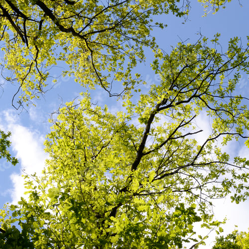 Preview: Beautiful Spring Forest. Young Green Leaves Of The Oak Trees Against Bright Spring Blue Sky And Sun
