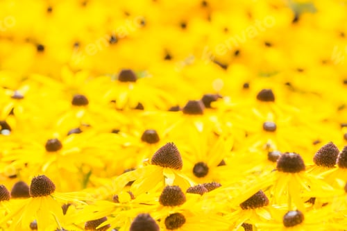 Preview: Rubeckia Fugida In Full Flower