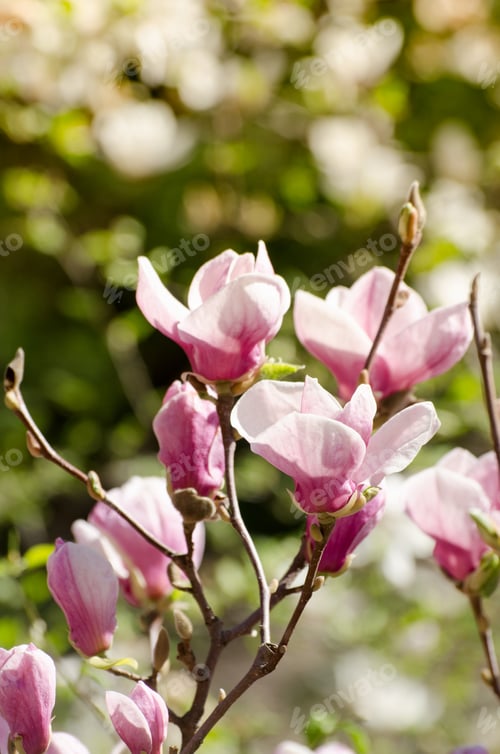 Preview: Close-Up Beautiful Magnolia Tree Blossoms In Springtime. Bright Magnolia Flower Against Foliage