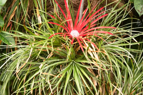 Preview: Fascicularia Bicolor, The Crimson Bromeliad