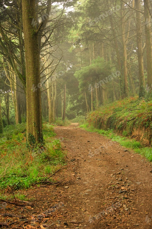 Preview: Forest Covered By Mist. Autumn Landscape