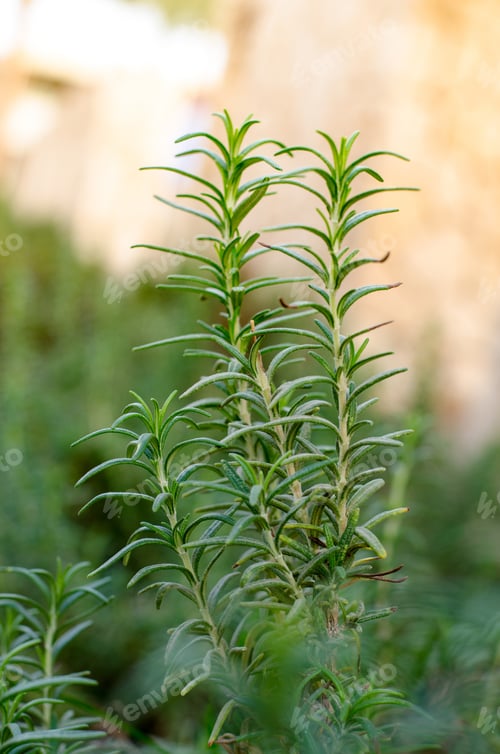 Preview: Fresh Green Rosemary Grows In A Garden. Gardening Of Aromatic Herbs.