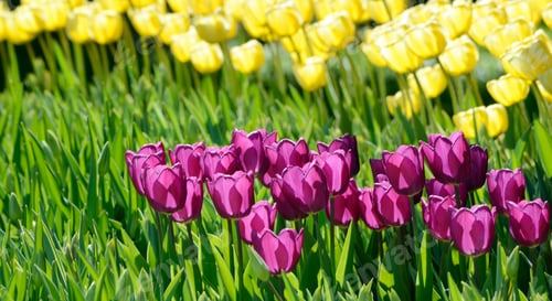 Preview: Sunny Field Of Ultraviolet Tulips. Springtime Seasonal Floral Background.