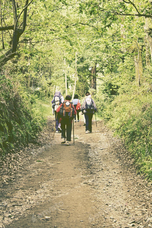 Preview: Hikers In Forest With Backpack In Road To Santiago, Nature And Sport