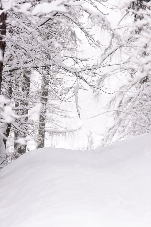 Preview: In The Brunico Woods Under The Snow