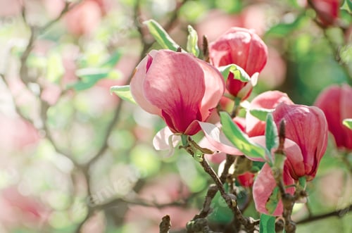 Preview: Pink Magnolia Blossoms in Soft Spring Light