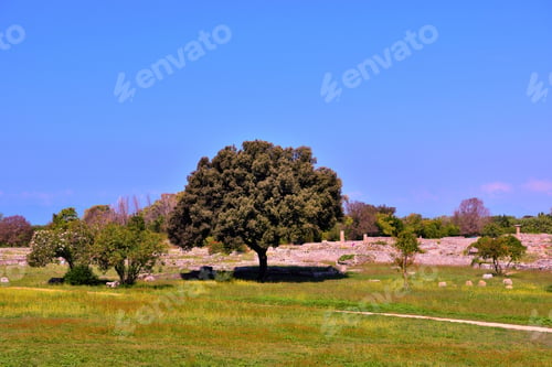 Preview: Paestum Capaccio Italy The Ancient Ruins Of Remains Of Religious Buildings Of The Ancient Greek