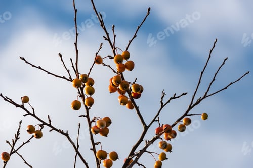 Preview: Crab Apples On The Tree, Malus 'Evereste'