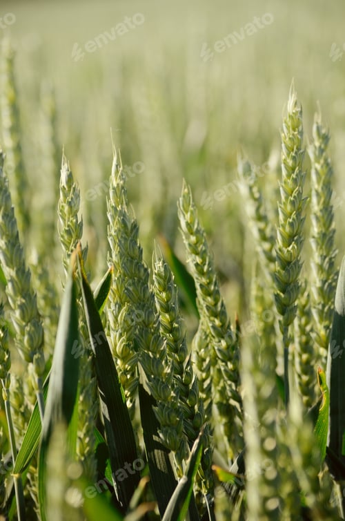 Preview: Rye Plant Field. Agricultural Background