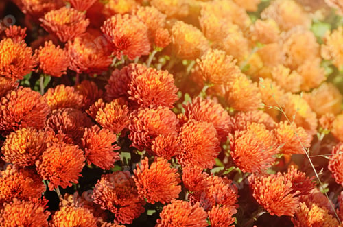 Preview: Red Chrysanthemum. Beautiful Autumn Flower In A Garden Decor. Floral Background For Your Design.